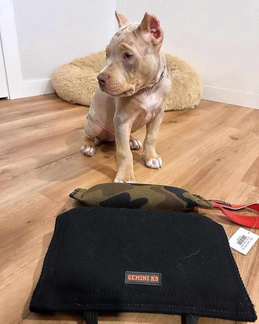 pitbull puppy for sale in California