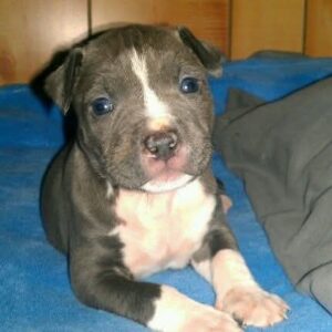 Pitbull Puppy for Sale in Arkansas – Find Your Loving Companion Today