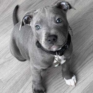 2 Pitbull Puppy for Sale in West Virginia – Find Your Loyal Companion Today