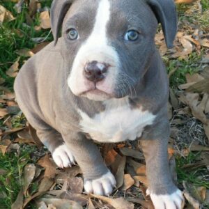 10 Tips to Find a Pitbull Puppy for Sale in Oklahoma – Healthy & Loving Companions