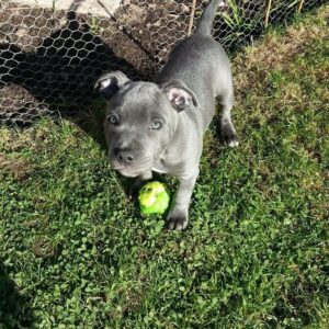 How to Find a Pitbull Puppy for Sale in South Carolina – Healthy & Playful Companions