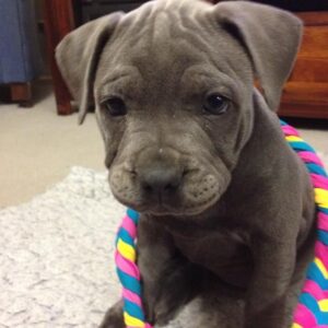 10 Tips to Find a Pitbull Puppy for Sale in Missouri – Healthy & Friendly Companions