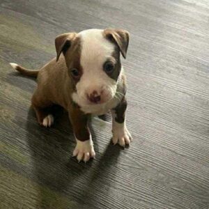 10 Tips to Find a Pitbull Puppy for Sale in Alabama – Healthy & Loving Companions