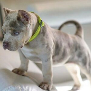 10 Tips to Find a Pitbull Puppy for Sale in Louisiana – Healthy & Loving Companions