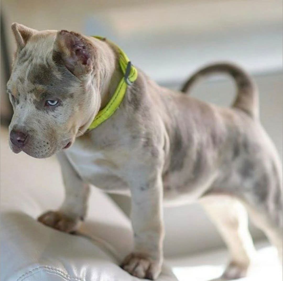 pitbull puppy for sale in Louisiana