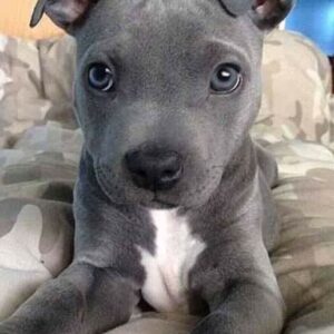 10 Tips to Find a Pitbull Puppy for Sale in Kentucky – Healthy & Loving Companions