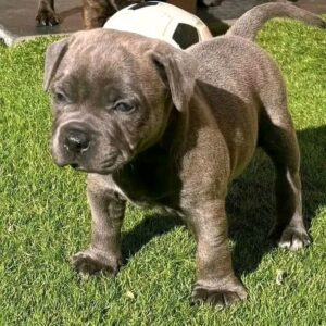 10 Tips to Find a Pitbull Puppy for Sale in New Mexico – Healthy & Loving Companions
