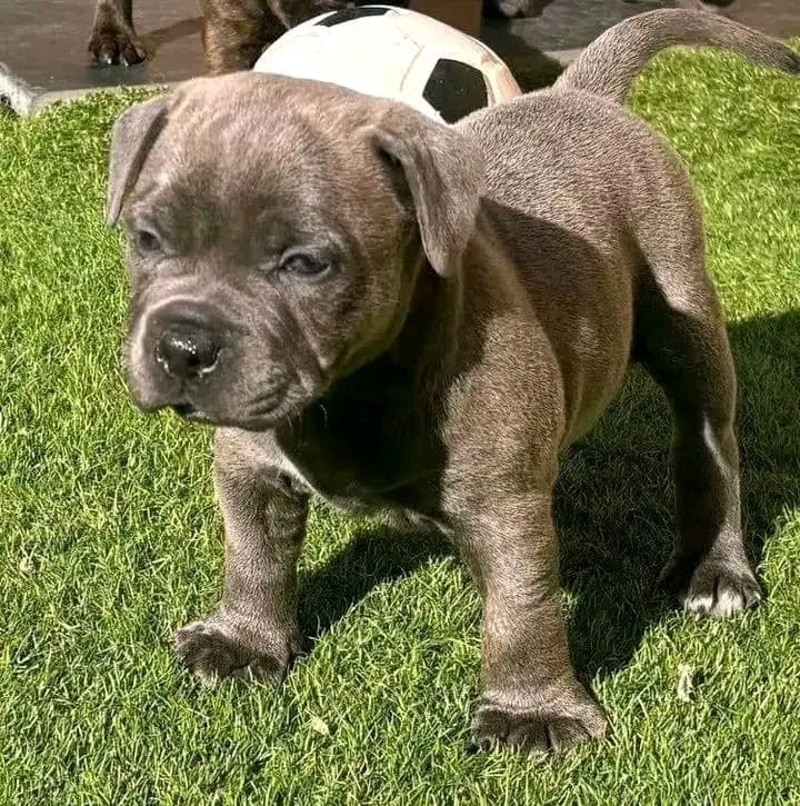 pitbull puppy for sale in New Mexico