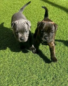 Read more about the article 7 Proven Ways on How to Find a Pitbull Puppy for Sale Safely in 2026