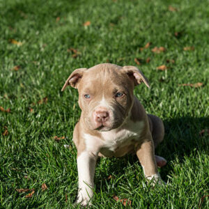 7 Reasons to Adopt Pitbull Puppies for Adoption California – Bring a Puppy Home Today